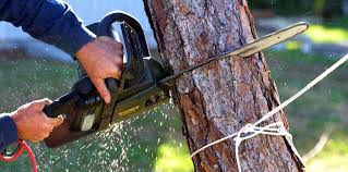 Best Arborist Consultation Services  in Ripon, CA